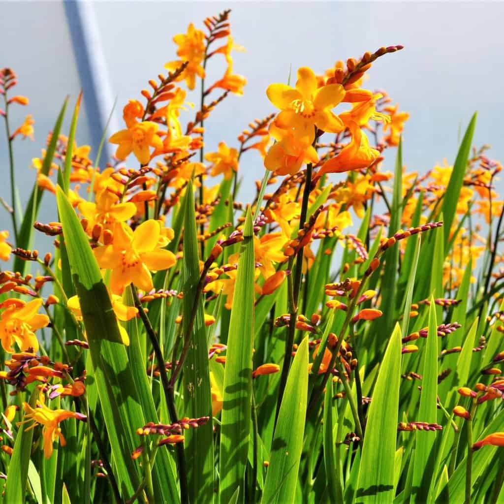 Crocosmia x crocosmiiflora 'Norwich Canary' ---